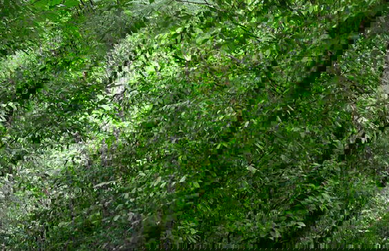 Apartamento Rio Celeste Dreams - Foto 2