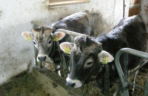 Messnerwirt Onach - Photo 25