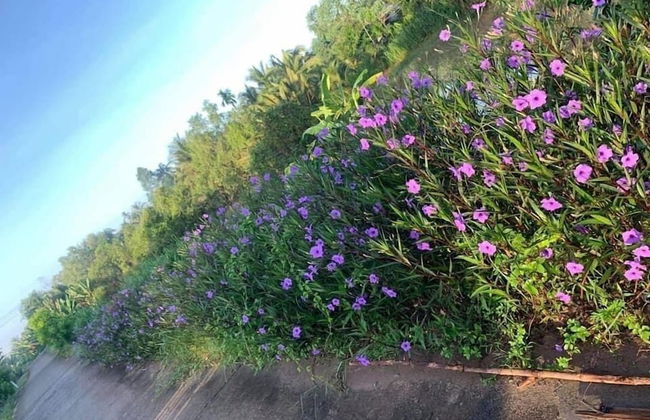 Bau Bi Mini Farmstay Mekong - Tien Giang - Foto 40