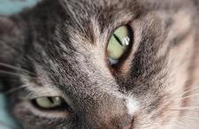 Au Petit Bonheur - Foto 17