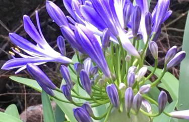 TRIPLEX TERRASSE VUE EXCLUSIVE SUR L OCÉAN ,WIFI - Foto 34