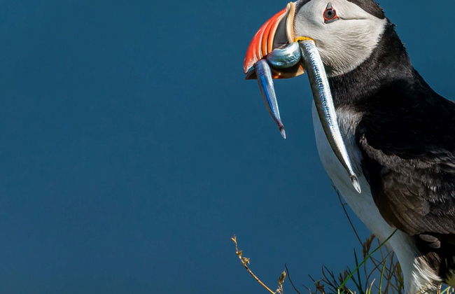 Avistamiento de frailecillos en Ingólfshöfði - Foto 1