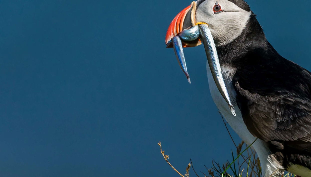 Avistamiento de frailecillos en Ingólfshöfði