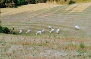 Masseria Marotta - Foto 24