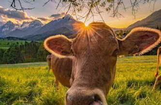 Loft mit Seeblick und Innenpool - Photo 25