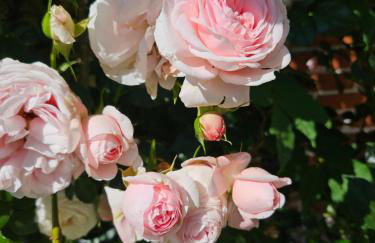 Ferienwohnung am Rosenbusch - Photo 9