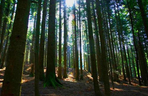 Casa Foresto, Vallombrosa, wifi, pet friendly - Foto 38