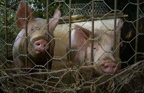 Agriturismo Le Serre - Foto 34