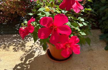 Assisi, la Noce - Foto 33