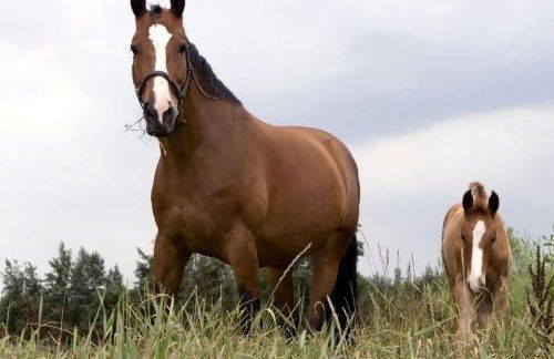 Idyllic Waterfront Cottage with Fire Pit Near Acadia National Park | Gouldsboro, Maine - Foto 55