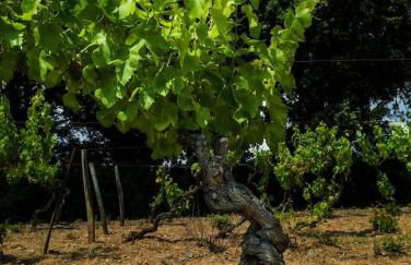 MAS DES VIGNES - View Cité de Carcassonne - Foto 25