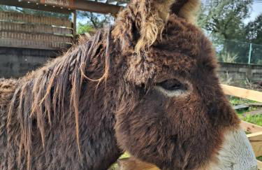 Quinta da Fé - Foto 1