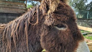 Quinta da Fé - Foto 1