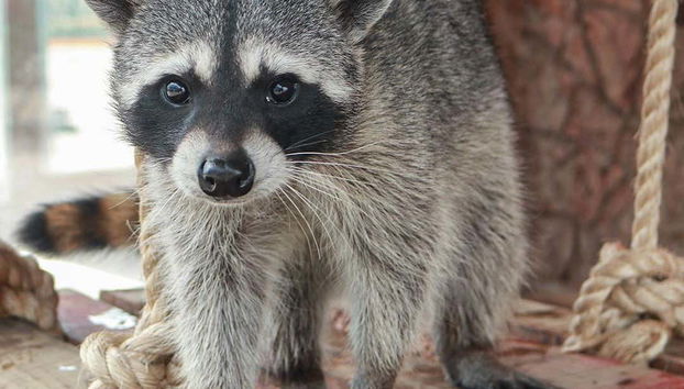 Un raton laveur sympathique à l'aquarium du Michin
