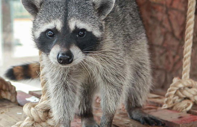 Billet pour l'aquarium Michin Puebla - Photo 3