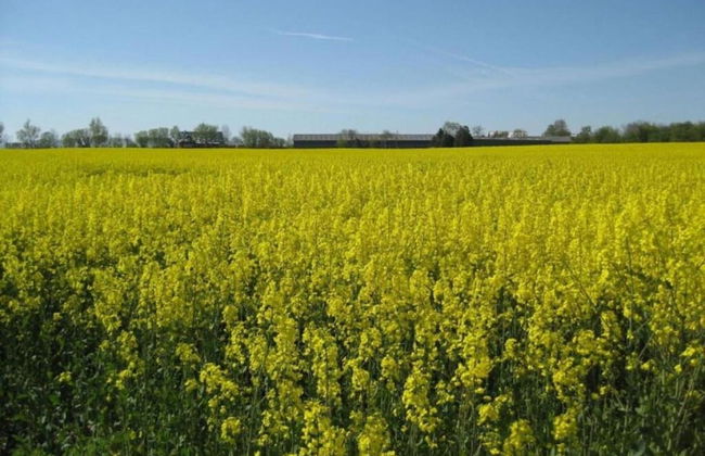 Holiday Home in Kappel Near Forest Edge - Foto 38