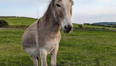 Molly's Cottage - Foto 4