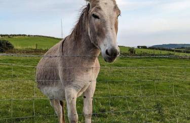 Molly's Cottage - Foto 4