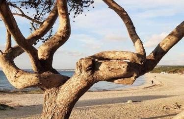 Le Giraffe ( n.CIS LE07503191000035725) - Foto 33