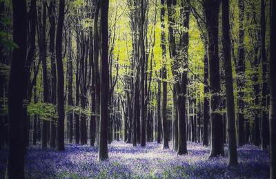 The Cottage - Photo 35