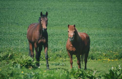 Landhaus Gersdorf nahe Ostseebad Kühlungsborn - Foto 11