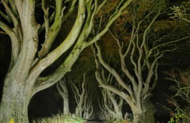 Doughery Den The Dark Hedges Hideaway - Foto 56
