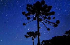 Cabana Alpaca - Banheira, Lareira e Tranquilidade - Foto 15