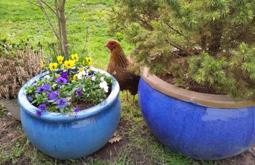 Ruhige Ferienwohnung „Südhang“ direkt am Wald - Foto 28