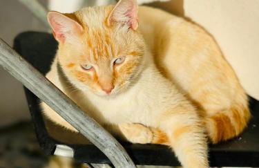 Quinta da Fé - Foto 18