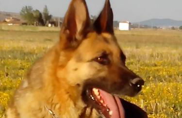 Los Campos - Foto 32