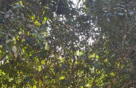 Búzios Praia da Ferradura Linda casa dentro de Condomínio com toda infraestrutura - água e luz inclusos na tarifa - Foto 10