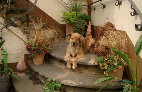 Altes Spitzhaus an der Goldroul - Foto 26