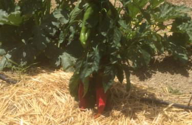 agriturismo cerquatonda - Foto 114