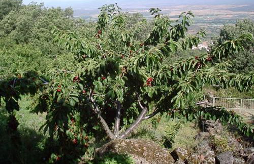 Casas Rurales La Dehesa - Foto 58