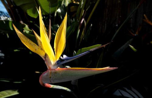 Trevo Beach House - Villa with Private Pool - Foto 36