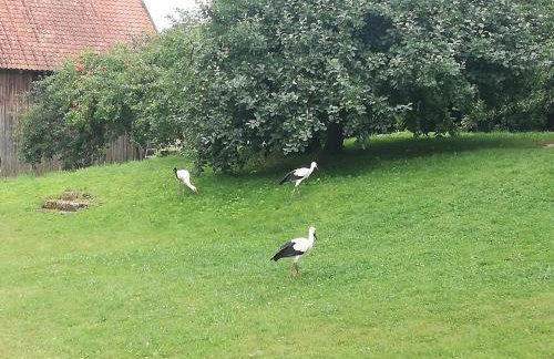 Żywkowo Bocianie Gospodarstwo Rolne - Foto 29