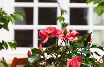 Meerlust Spiekeroog - Foto 22