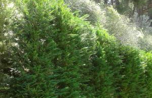 Six Steps From The Forest - Photo 34