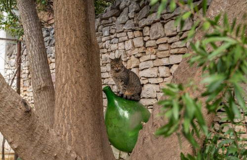 Casa Vacanze Alisei - Foto 6