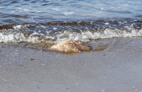Au centre du Pradet et à 15 mn à pied des plages - Foto 29