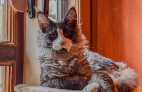 Poolhouse Oasi del Lupo - Foto 63