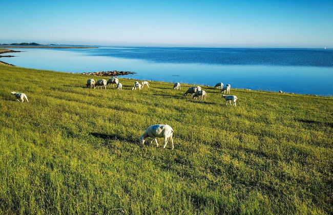 Haus am Merr auf Fehmarn OT Westerbergen - Foto 39