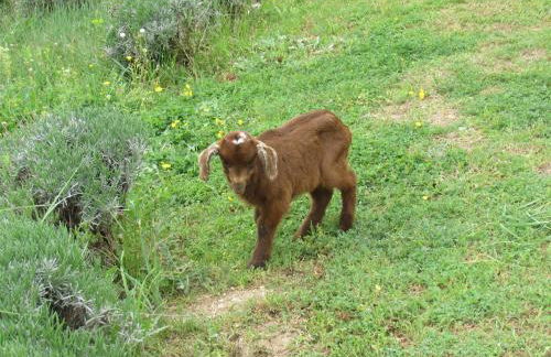 Résidence de gîtes La Sidoine du Mont-Ventoux - Foto 59