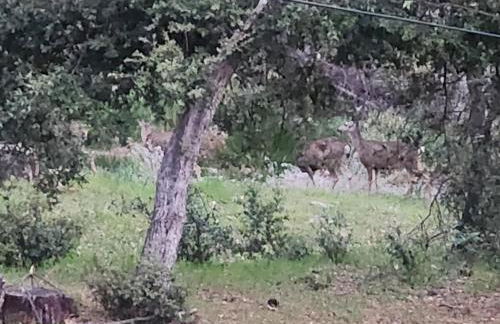 La Dolce Villa Pond Retreat in Yosemite - Foto 24