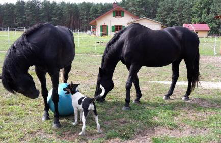 Agroturystyka Polana Harmonii - Foto 26
