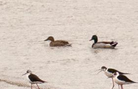 La Bella Lola Estartit Rental - Foto 45