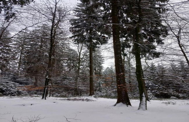 Charming Chalet in Vielsalm - Photo 36