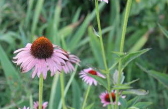 Quinta do Regalo - Foto 62