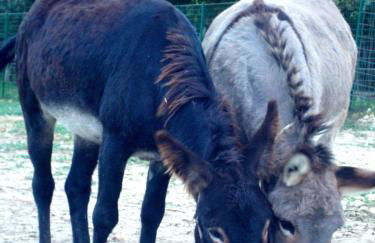 Angelucci Agriturismo con Camere e Agri Camping - Foto 88