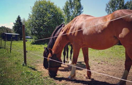 Les roulottes du Moulin de Palet - Photo 12